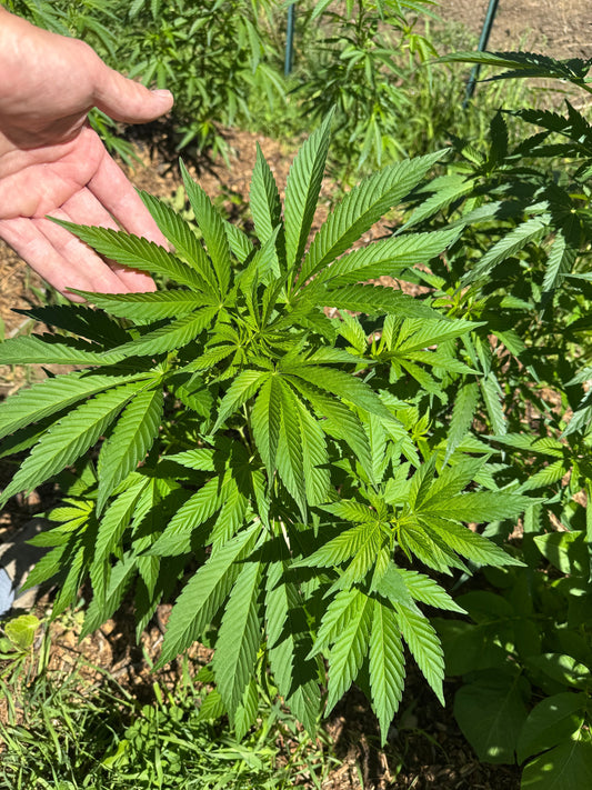 Aug 17, 2025 Garden update