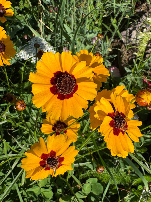 Upper hugel bed garden shots