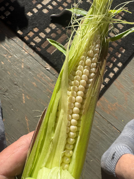 Corn harvest from the garden