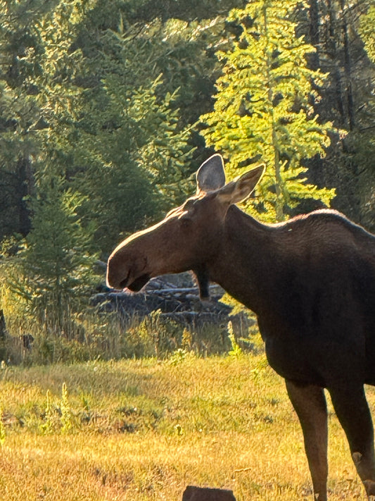 Moose visit