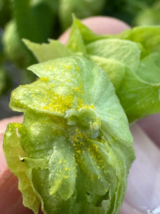 Alpha Acid Terps
